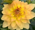 Георгин Карма Голд (Dahlia Karma Gold) — фото 4