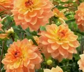 Георгин Карма Голд (Dahlia Karma Gold) — фото 5