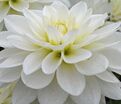 Георгин Карма Мартен Зваан (Dahlia Karma Maarten Zwaan) — фото 2