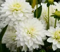 Георгин Карма Мартен Зваан (Dahlia Karma Maarten Zwaan) — фото 3