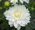 Георгин Карма Мартен Зваан (Dahlia Karma Maarten Zwaan) — фото 4