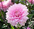 Георгин Карма Просперо (Dahlia Karma Prospero) — фото 4