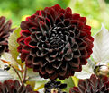 Георгин Карма Чок (Dahlia Karma Choc) — фото 2