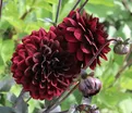 Георгин Карма Чок (Dahlia Karma Choc) — фото 3