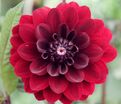 Георгин Карма Чок (Dahlia Karma Choc) — фото 4
