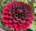 Георгин Карма Чок (Dahlia Karma Choc) — фото 5