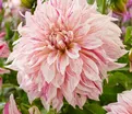 Георгин Кафе о Лейт Твист (Dahlia Cafe au Lait Twist) - фото 6