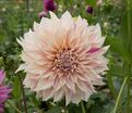 Георгин Кафе о Лейт Твист (Dahlia Cafe au Lait Twist) - фото 7