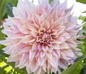 Георгин Кафе о Лейт Твист (Dahlia Cafe au Lait Twist) - фото 8