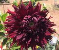 Георгин Кенора Макоп-Б (Dahlia Kenora Macop-b) — фото 3