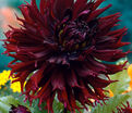 Георгин Кенора Макоп-Б (Dahlia Kenora Macop-b) — фото 4
