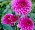 Георгин Клодетт (Dahlia Claudette) — фото 2
