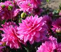Георгин Клодетт (Dahlia Claudette) — фото 3