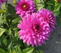 Георгин Клодетт (Dahlia Claudette) — фото 4