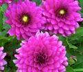 Георгин Клодетт (Dahlia Claudette) — фото 5