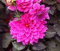 Георгин Клодетт (Dahlia Claudette) — фото 6