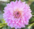 Георгин Колорфул Инвестмент (Dahlia Colorful Investment) — фото 2