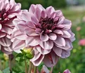 Георгин Крем де Кассис (Dahlia Creme de Cassis) — фото 3