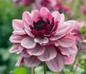 Георгин Крем де Кассис (Dahlia Creme de Cassis) — фото 5