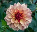 Георгин Крем де Коньяк (Dahlia Creme de Cognac) — фото 2