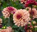 Георгин Крем де Коньяк (Dahlia Creme de Cognac) — фото 3