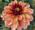 Георгин Крем де Коньяк (Dahlia Creme de Cognac) — фото 4