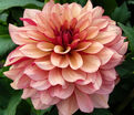 Георгин Крем де Коньяк (Dahlia Creme de Cognac) — фото 5