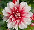 Георгин Кэтчинг Фаер (Dahlia Catching Fire) — фото 2