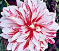 Георгин Кэтчинг Фаер (Dahlia Catching Fire) — фото 3