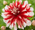 Георгин Кэтчинг Фаер (Dahlia Catching Fire) — фото 4