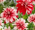 Георгин Кэтчинг Фаер (Dahlia Catching Fire) — фото 5