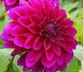 Георгин Ле Барон (Dahlia Le Baron) — фото 2