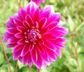 Георгин Ле Барон (Dahlia Le Baron) — фото 4