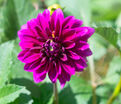 Георгин Ле Барон (Dahlia Le Baron) — фото 5