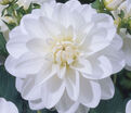 Георгин Ле Кастел (Dahlia Le Castel) — фото 2