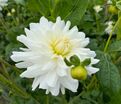 Георгин Ле Кастел (Dahlia Le Castel) — фото 3