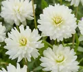 Георгин Ле Кастел (Dahlia Le Castel) — фото 4