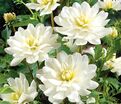 Георгин Ле Кастел (Dahlia Le Castel) — фото 5