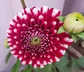 Георгин Литл Вильям (Dahlia Little William) — фото 2