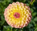 Георгин Лэйкланд Отэм (Dahlia Lakeland Autumn) — фото 2