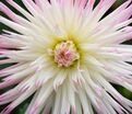 Георгин Марлин Джой (Dahlia Marlene Joy) — фото 2