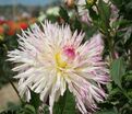 Георгин Марлин Джой (Dahlia Marlene Joy) — фото 3