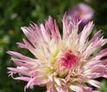 Георгин Марлин Джой (Dahlia Marlene Joy) — фото 5