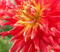 Георгин Марта (Dahlia Marta) — фото 2