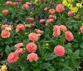 Георгин Мелоди Алегро (Dahlia Melody Allegro) — фото 2