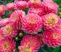 Георгин Мелоди Алегро (Dahlia Melody Allegro) — фото 3