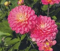 Георгин Мелоди Алегро (Dahlia Melody Allegro) — фото 4