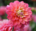 Георгин Мелоди Алегро (Dahlia Melody Allegro) — фото 5