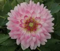 Георгин Мелоди Лиза (Dahlia Melody Lizza) — фото 2