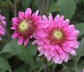 Георгин Мелоди Лиза (Dahlia Melody Lizza) — фото 3